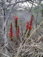 Aloe cryptoda allE4-t.JPG